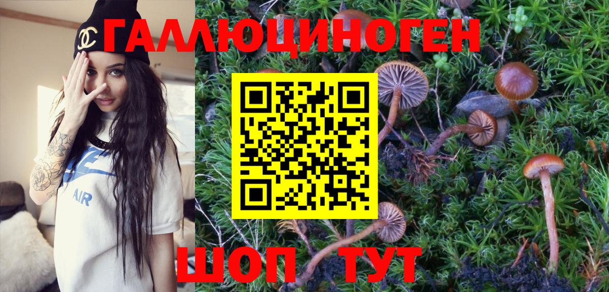 Галлюциногенные грибы Psilocybe Краснодар